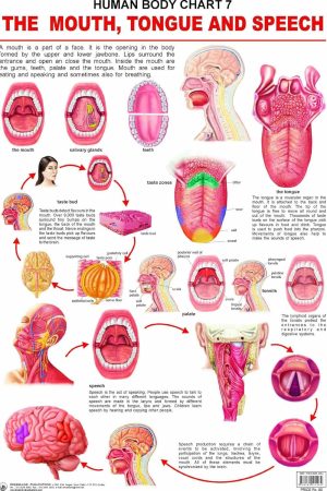 The Mouth, Tongue & Speech