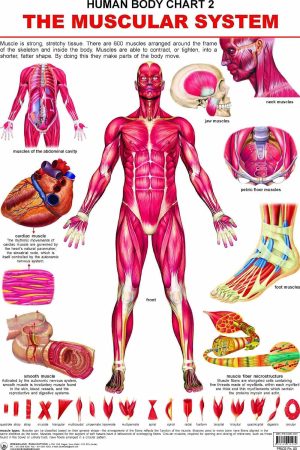 The Muscular System