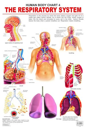 The Respiratory System