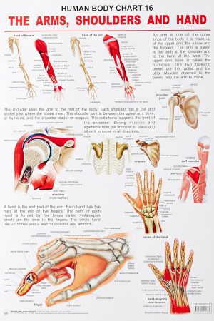 The Shoulders, Arms & Hand