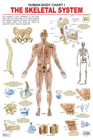The Skeletal System